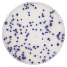 CHROMOCULT COLIFORM AGAR  CROMOGÊNICO MERCK - 500g