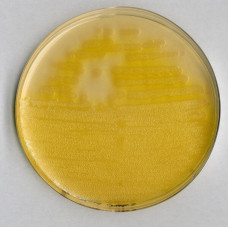 AGAR F PARA PSEUDOMONAS 500GR MERCK