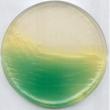 KING AGAR BASE 500GR MERCK