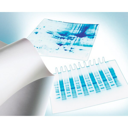 MEMBRANA PVDF IMMOBILON 0,26m X 3,75m PORO 0,45um PARA TRANSFERENCIA DE PROTEINAS (UND) MILLIPORE MEMBRANA PVDF IMMOBILON 0,26m X 3,75m PORO 0,45um PARA TRANSFERENCIA DE PROTEINAS (UND) MILLIPORE