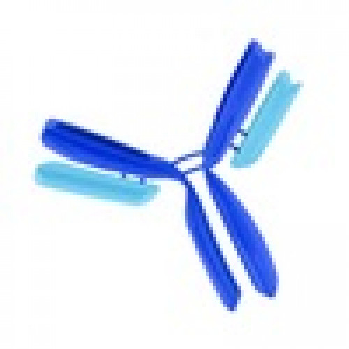 PRODUTO IMUNOLOGICO ANTI-CD19 HUM CLONE FMC63 MILLIPORE - FICOERITRINA IGG2A CAM FC 100 ENSAIOS PRODUTO IMUNOLOGICO ANTI-CD19 HUM CLONE FMC63 MILLIPORE - FICOERITRINA IGG2A CAM FC 100 ENSAIOS