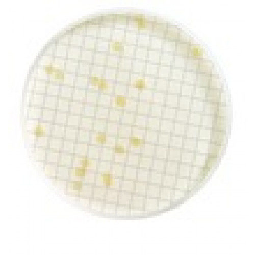 MEIO TGE CALDO DESIDRATADO PÓ FRASCO COM 113,5g PARA CONTAGEM TOTAL DE BACTERIAS (EMB) MILLIPORE MEIO TGE CALDO DESIDRATADO PÓ FRASCO COM 113,5g PARA CONTAGEM TOTAL DE BACTERIAS (EMB) MILLIPORE