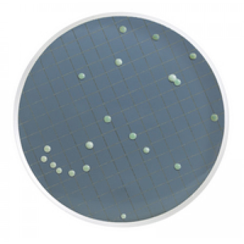 MEIO WALLERSTEIN EM AMPOLA 2ml PARA BACTERIAS MOFOS E LEVEDURAS (CX) MILLIPORE MEIO WALLERSTEIN EM AMPOLA 2ml PARA BACTERIAS MOFOS E LEVEDURAS (CX) MILLIPORE