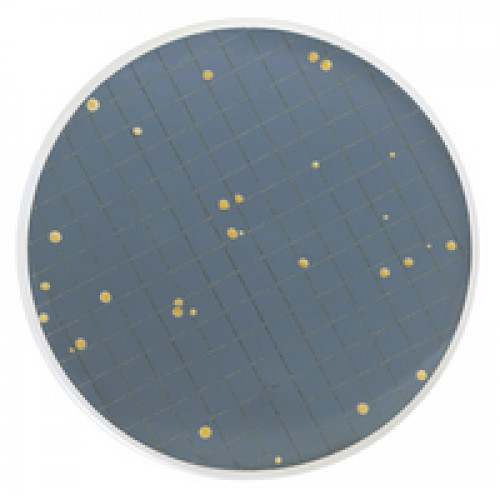 MEIO PRY EM AMPOLA 2ml PARA LEVEDURAS RESISTENTES A CONSERVANTES (CX) MILLIPORE MEIO PRY EM AMPOLA 2ml PARA LEVEDURAS RESISTENTES A CONSERVANTES (CX) MILLIPORE