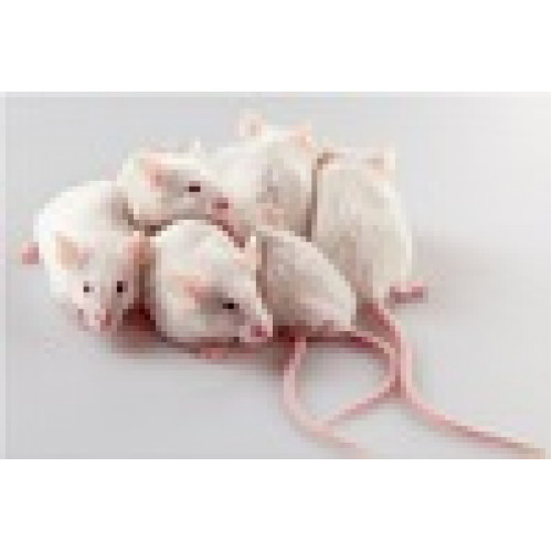 MEIO DE CULTURA EMBRIOMAX KSOM 1/2 AMINOAC GLUCOSE W/O BSA TEMPERATURA TRANSPORTE E ARMAZENAMENTO -20C 50ML (UND) MILLIPORE MEIO DE CULTURA EMBRIOMAX KSOM 1/2 AMINOAC GLUCOSE W/O BSA TEMPERATURA TRANSPORTE E ARMAZENAMENTO -20C 50ML (UND) MILLIPORE