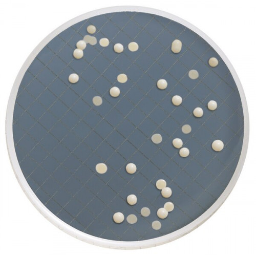 MILLIFLEX CASSETE DE INCUBAÇÃO PRÉ-ENVASADO C/ MEIO SABOURAUD DEXTROSE AGAR MILLIPORE (48 UND) MILLIFLEX CASSETE DE INCUBAÇÃO PRÉ-ENVASADO C/ MEIO SABOURAUD DEXTROSE AGAR MILLIPORE (48 UND)