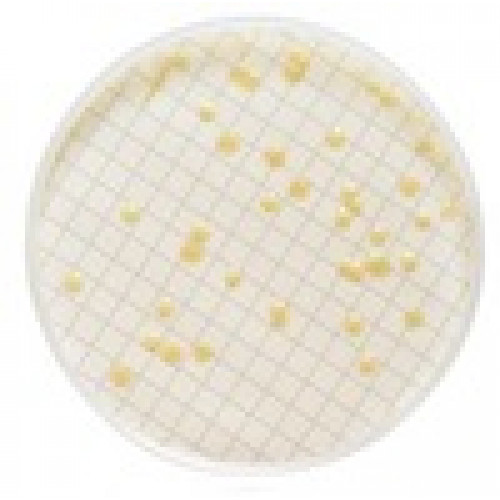 MILLIFLEX MEIO TRYPTIC SOY AGAR CONTAGEM TOTAL HETEROTROFICOS CONF. USP/EP VALIDADE MINIMA: 3 MESES (CX) MILLIPORE MILLIFLEX MEIO TRYPTIC SOY AGAR CONTAGEM TOTAL HETEROTROFICOS CONF. USP/EP VALIDADE MINIMA: 3 MESES (CX) MILLIPORE