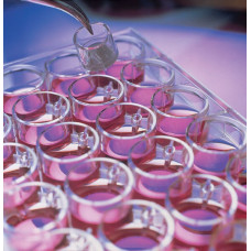 INSERTO DE PLACAS DE CULTURA MILLICELL PCF 12UM 12MM MILLIPORE (CX/50 UND) INSERTO DE PLACAS DE CULTURA MILLICELL PCF 12UM 12MM MILLIPORE (CX/50 UND)