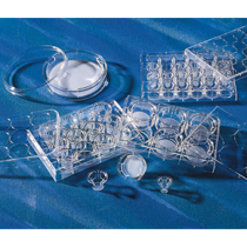 PLACA TRANSWELL PC 6.5mm, 8.0um, TCT, S, (EMB COM 48 INSERTOS) CORNING PLACA TRANSWELL PC 6.5mm, 8.0um, TCT, S, (EMB COM 48 INSERTOS) CORNING