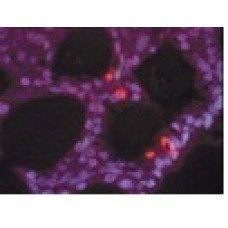 ENZIMA TDT KIT APOPTAG TEMP TRANSP ARMAZ-20C 300UL (UND) MILLIPORE ENZIMA TDT KIT APOPTAG TEMP TRANSP ARMAZ-20C 300UL (UND) MILLIPORE